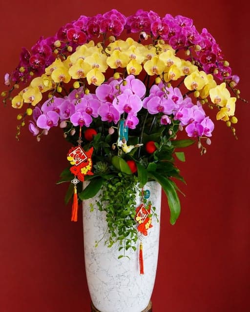 Chậu Lan Hồ Điệp KG283