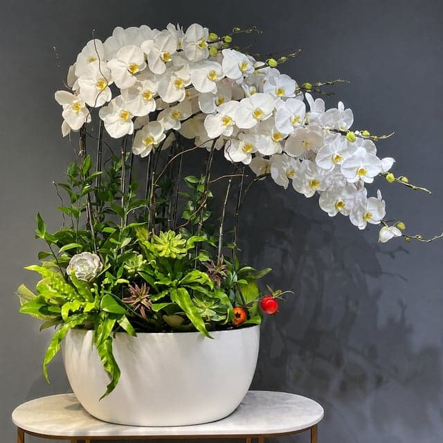 Chậu Lan Hồ Điệp KG286