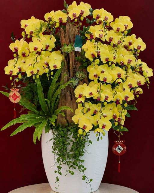 Chậu Lan Hồ Điệp KG284
