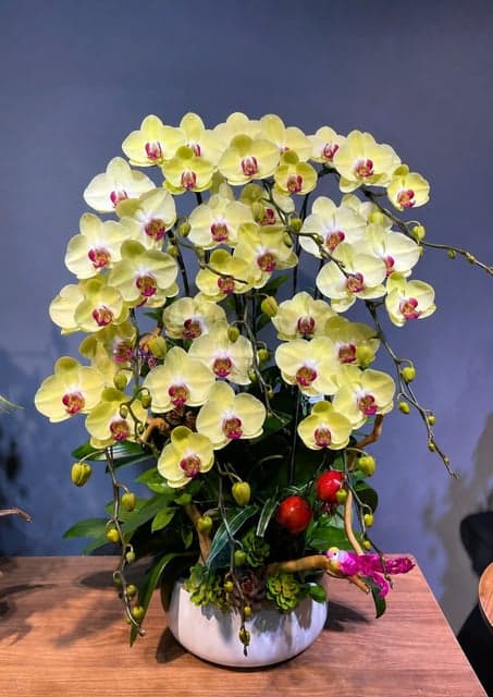 Chậu Lan Hồ Điệp KG280